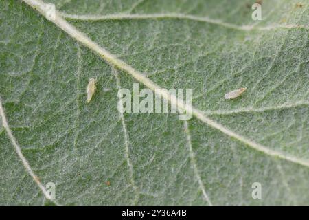 Larven, Nymphen von Blatttüpfern, Cicadellidae auf der Unterseite von Apfelbaumblättern im Garten. Ein Schädling, der pflanzensaft saugt und Pflanzenkrankheit überträgt Stockfoto