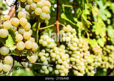 Reife Trauben an einem Rebstock in einem Weinberg, Nähe Überlingen, September 2024 Deutschland, Nähe Überlingen, September 2024, Weintrauben, reife Trauben, Beeren, Weinstock, Rebstock in einem Weinberg, Baden-Württemberg, *** Reife Trauben auf einer Rebe in einem Weinberg, bei Überlingen, September 2024 Deutschland, bei Überlingen, September 2024, Trauben, reife Trauben, Beeren, Weinrebe, Weinrebe im Weinberg, Baden-Württemberg, Stockfoto