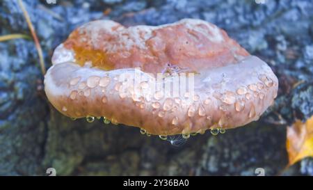 Pilz Fomitopsis pinicola mit Tautropfen auf Baumstamm. Nahaufnahme. Stockfoto