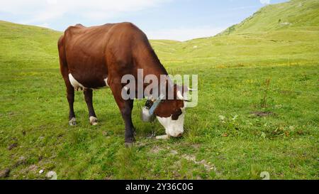 Nahaufnahme von Bergkühen mit Glocken in den Schweizer Alpen Stockfoto