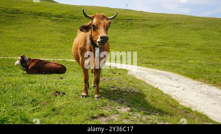 Nahaufnahme von Bergkühen mit Glocken in den Schweizer Alpen Stockfoto