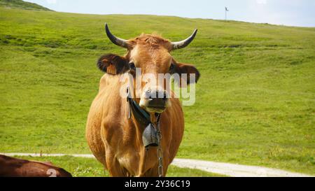 Nahaufnahme von Bergkühen mit Glocken in den Schweizer Alpen Stockfoto