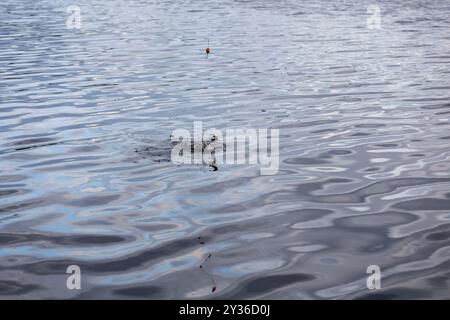 Eine ruhige Seeszene mit sanften Wellen auf der Wasseroberfläche. Ein kleiner Angelbobber schwimmt über dem Wasser, mit einem gefangenen Fisch darunter. Stockfoto