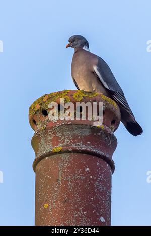 Holztaube (Columba palumbus) auf einem Kamin Stockfoto