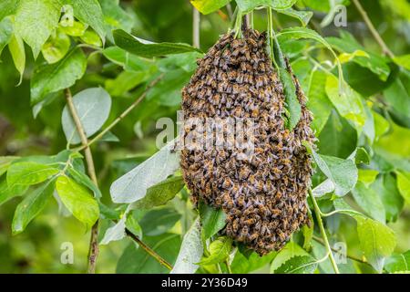 Bienenschwarm hängt an einem Baum Stockfoto