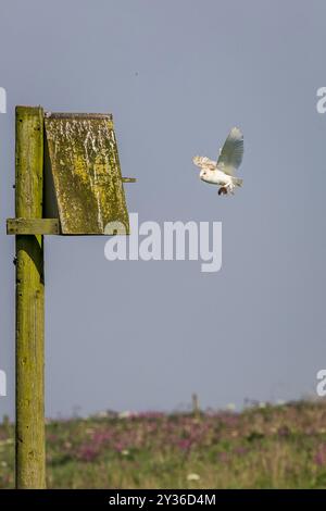 Scheuneneule (Tyto alba) mit einer Wühlmaus Stockfoto