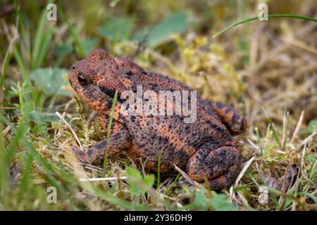 Eine Nahaufnahme einer strukturierten braunen Kröte, die auf moosigem Boden sitzt, umgeben von grünem Gras und kleinen Pflanzen. Stockfoto