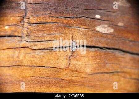 Attulus terebratus Familie Salticidae Gattung Attulus Spinnen in wilder Natur Fotografie, Bild, Tapete Stockfoto