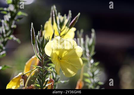 Wildblumen in der Landschaft Blüte der Nachtkerze während der Tagesstunden im Herbst eines Jahres *** Wildblumen in der Landschaft blühende Nachtkerze bei Tageslicht im Herbst eines Jahres Stockfoto