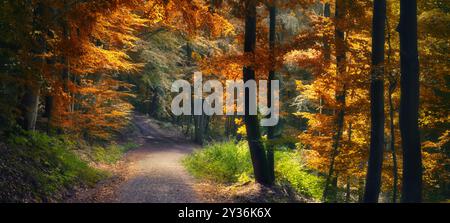 Wunderschöner Pfad in einem Wald im Herbst, mit Orangenästen, die wie ein Bogen über einem Feldweg hängen Stockfoto