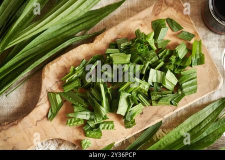 Schneiden Sie frische Ibwort-Kochbananenblätter, um hausgemachten Kräutersirup gegen Husten zuzubereiten Stockfoto