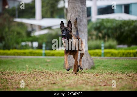 Der Belgische Schäferhund, auch bekannt als Belgischer Schäferhund oder Chien de Berger Belge, ist eine mittelgroße belgische Rasse Stockfoto