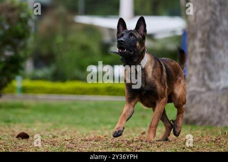 Der Belgische Schäferhund, auch bekannt als Belgischer Schäferhund oder Chien de Berger Belge, ist eine mittelgroße belgische Rasse Stockfoto