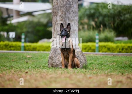 Der Belgische Schäferhund, auch bekannt als Belgischer Schäferhund oder Chien de Berger Belge, ist eine mittelgroße belgische Rasse Stockfoto