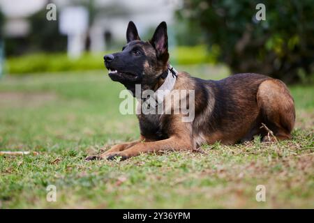 Der Belgische Schäferhund, auch bekannt als Belgischer Schäferhund oder Chien de Berger Belge, ist eine mittelgroße belgische Rasse Stockfoto