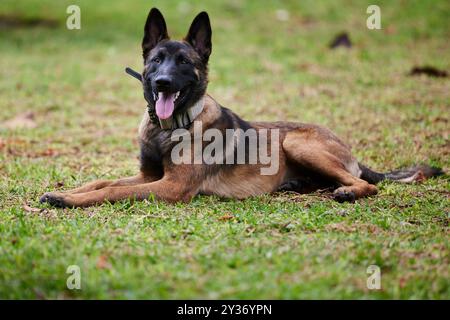 Der Belgische Schäferhund, auch bekannt als Belgischer Schäferhund oder Chien de Berger Belge, ist eine mittelgroße belgische Rasse Stockfoto