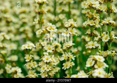 Wunderschöne Blumen wachsen im Herbstgarten Stockfoto