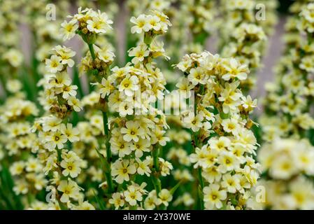 Wunderschöne Blumen wachsen im Herbstgarten Stockfoto