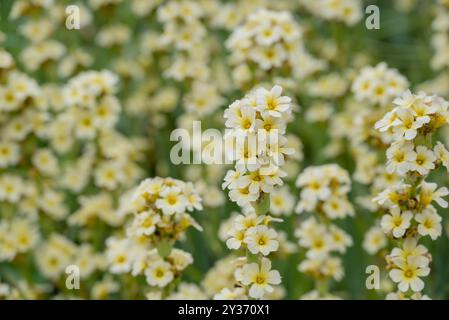 Wunderschöne Blumen wachsen im Herbstgarten Stockfoto