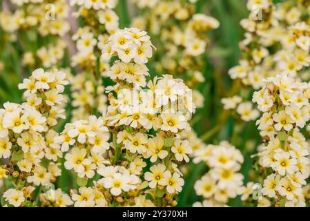 Wunderschöne Blumen wachsen im Herbstgarten Stockfoto