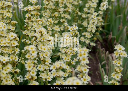 Wunderschöne Blumen wachsen im Herbstgarten Stockfoto