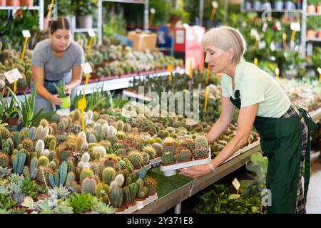 Alte Verkäuferin, die Kaktus in Blumentöpfen hält, auf dem offenen Pflanzenmarkt Stockfoto