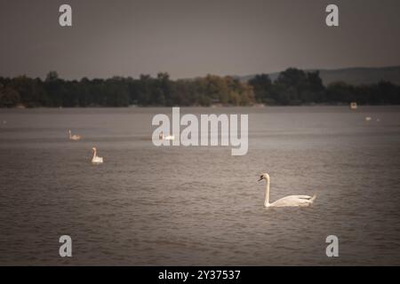 Selektive Unschärfe bei Schwänen an der donau in serbien. Schwäne oder cygnus sind weiße Vögel aus europäischen Flüssen. Stockfoto