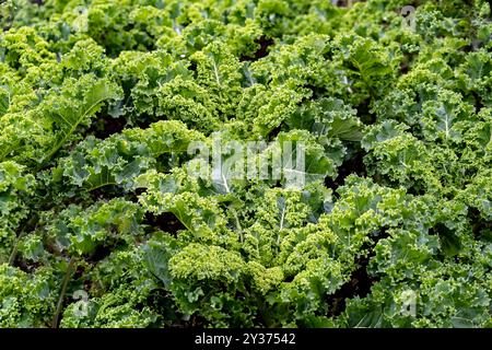 Lockige Grünkohl-Pflanzen in einem Garten. Auch bekannt als Starbor Kale, Blattkohl. Stockfoto
