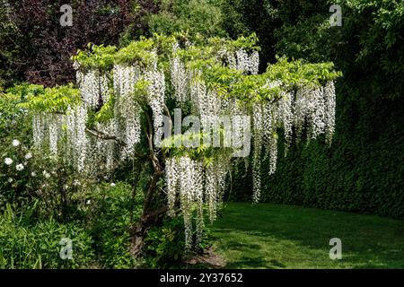 Weißer Wisteria-Baum, Brachybotrys 'Alba', in einem Garten Stockfoto