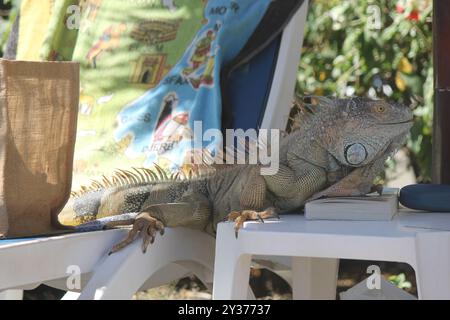 Markt mit Costa Rica Schildern am Strand in Guanacaste, Costa Rica Stockfoto