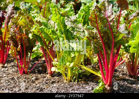 Eine Reihe der rot-gelben Mangold auf dem Gemüsegarten im Sommer Stockfoto