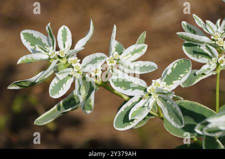 Weiße und grüne Blätter der Euphorbia marginata, auch bekannt als „Schnee auf dem Berg“ Pflanze Stockfoto