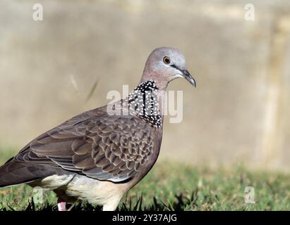 Nahaufnahme eines gefleckten Taubenvogels, der auf grünem Gras steht Stockfoto