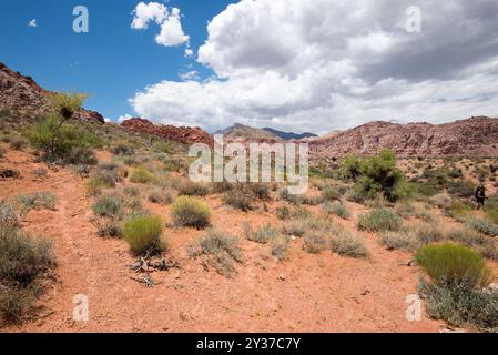 Calico Basin Trail, Red Rock Canyon, Nevada Stockfoto