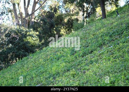 Grüne Hanglandschaft Stockfoto