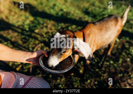 Frau, die Nubische Ziegen Hafer aus einer Schüssel auf ihrer Freilandfarm füttert Stockfoto