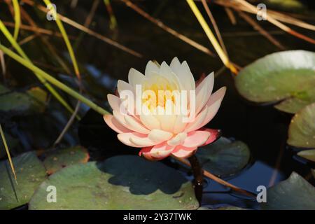 Creme und rosa Seerose Nymphaea mangkala ubol Stockfoto