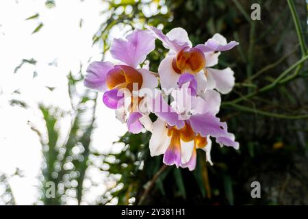 Bhatou Phool oder Papageienorchidee ist eine wilde Orchidee im Bundesstaat Assam Stockfoto