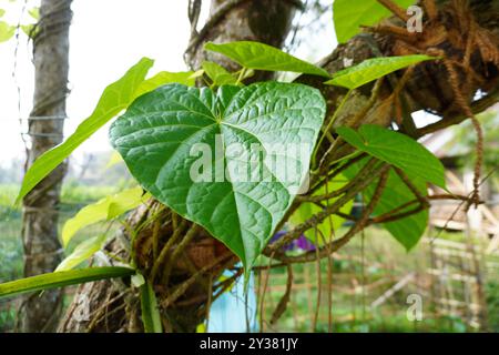 Saguni Lota verlässt wissenschaftlichen Namen Tinospora cordifolia hat unvergleichliche gesundheitliche Vorteile Stockfoto