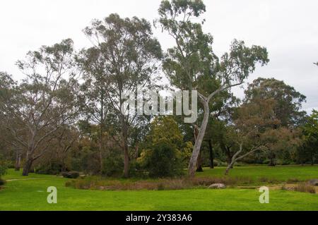 Der Australian Native Garden wurde 1977 von der renommierten Landschaftsarchitektin Grace Fraser entworfen und befindet sich am Eingang des alteingesessenen Royal von Melbourne Stockfoto