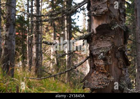 Alte Herbstwaldlandschaft mit Baum. Hochwertige Fotos Stockfoto