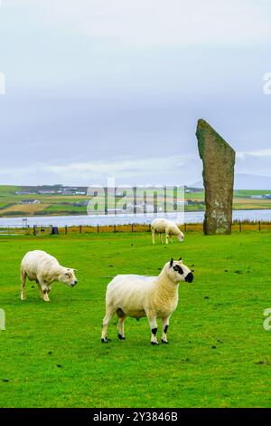 Blick auf die Standing Stones of Stenness mit Schafen auf den Orkney Islands, Schottland, Großbritannien Stockfoto