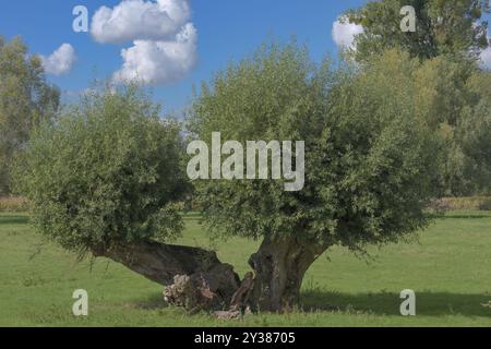 Pollard Willow (Salix) im Naturpark Himmelgeister Rheinbogen am Rhein in Düsseldorf-Himmelgeist Stockfoto