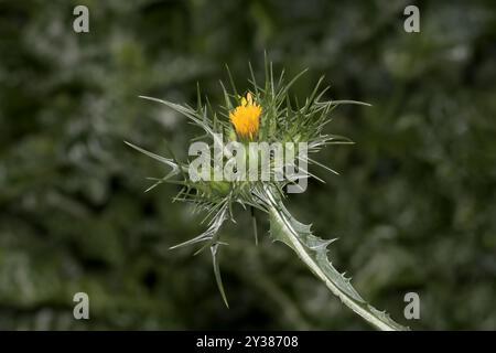 Gepunktete Golddistel bzw. Scolymus maculatus, Rheinland, Deutschland Stockfoto