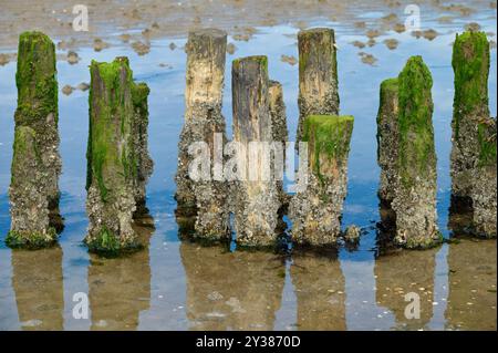 acorn Nacles bzw. Semibalanus balanoides in Holzgroyne und Ebbe im Wattenmeer-Nationalpark in der Nordsee Stockfoto