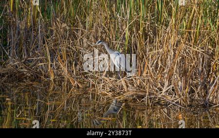 Graureiher (Ardea cinerea) im herbstlichen Schilf, Naturschutzgebiet Urdenbacher Kämpe, Rheinaue, Düsseldorf-Urdenbach; Deutschland Stockfoto