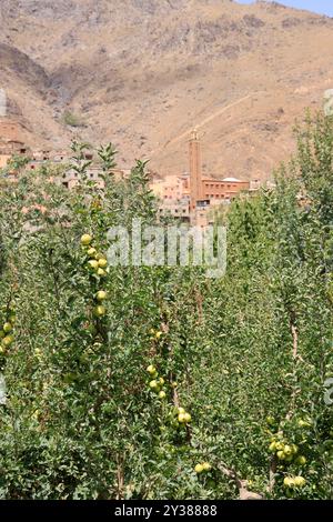Das Dorf Imlil liegt im Hohen Atlasgebirge vor den Toren des Toubkal-Nationalparks und ist der Ausgangspunkt für den Aufstieg des Mount Toubkal, wh Stockfoto