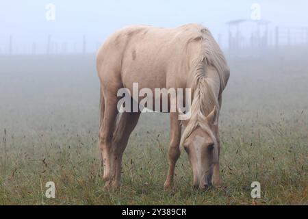 Ein recht kalter Sommermorgen im Siegerland. So langsam wird es Herbstlich. Ein Pferd steht auf einer Weide und es ist neblig. Sommer im Siegerland am 13.09.2024 in Siegen/Deutschland. *** Ein eher kalter Sommermorgen im Siegerland wird es langsam herbstlich Ein Pferd steht auf einer Weide und es ist nebelig Sommer im Siegerland am 13 09 2024 in Siegen Deutschland Stockfoto