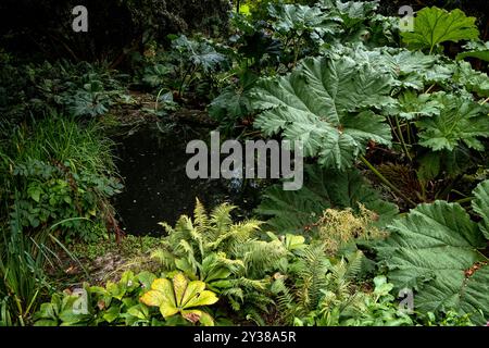 Riesige Gunnera Manicata wächst in einem subtropischen Garten in Cornwall, Großbritannien Stockfoto