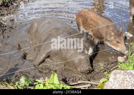 Weibliches Wildschwein (Sus scrofa) in Pfütze mit Ferkeln im Gehege Stockfoto